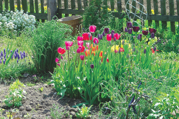 Biosept 33SL i Bravo 500 SC to skuteczne preparaty, które wyleczyły tulipany. Zdjęcie wykonała nasza czytelniczka.