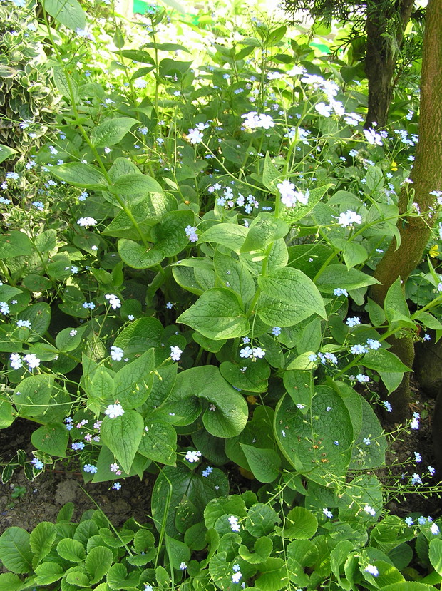 Brunnera wielkolistna 