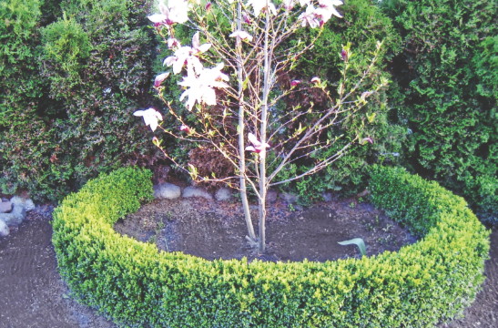 Bukszpany będą dużo gęściejsze, jeśli najpierw przytniemy im wierzchołki. Wtedy boki ładnie się rozrosną.