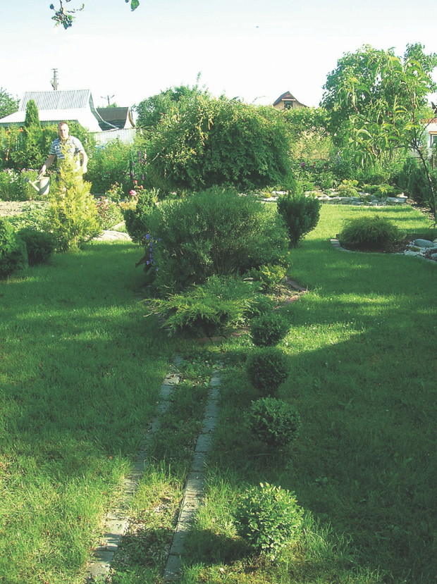 Bukszpany warto sadzić przy dróżkach i na skraju rabat.