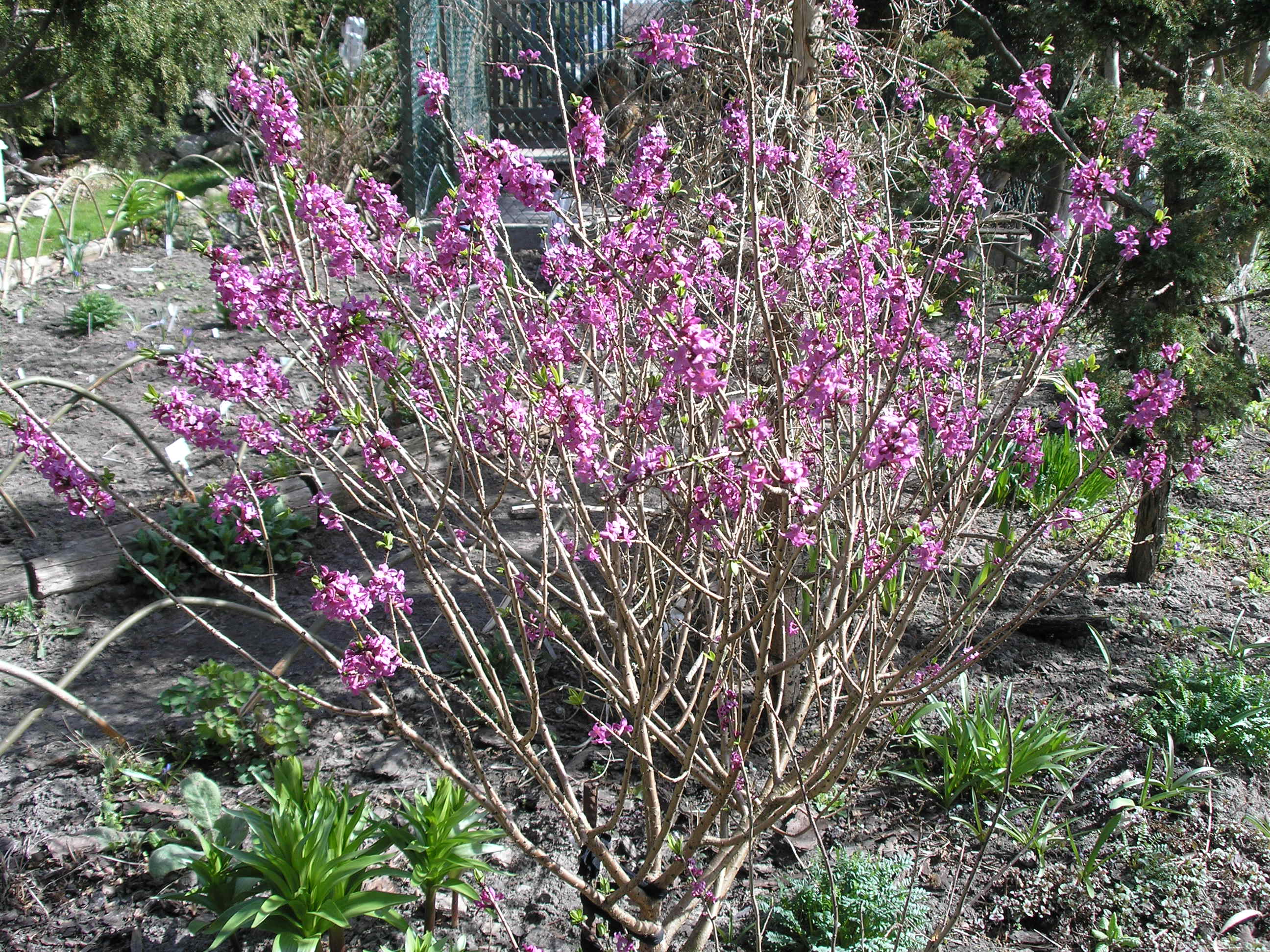Cała roślina jest silnie trująca. Szczególnie niebezpieczne są jednak jej owoce: 10 sztuk może zabić dorosłego człowieka, a dziecko – tylko dwie