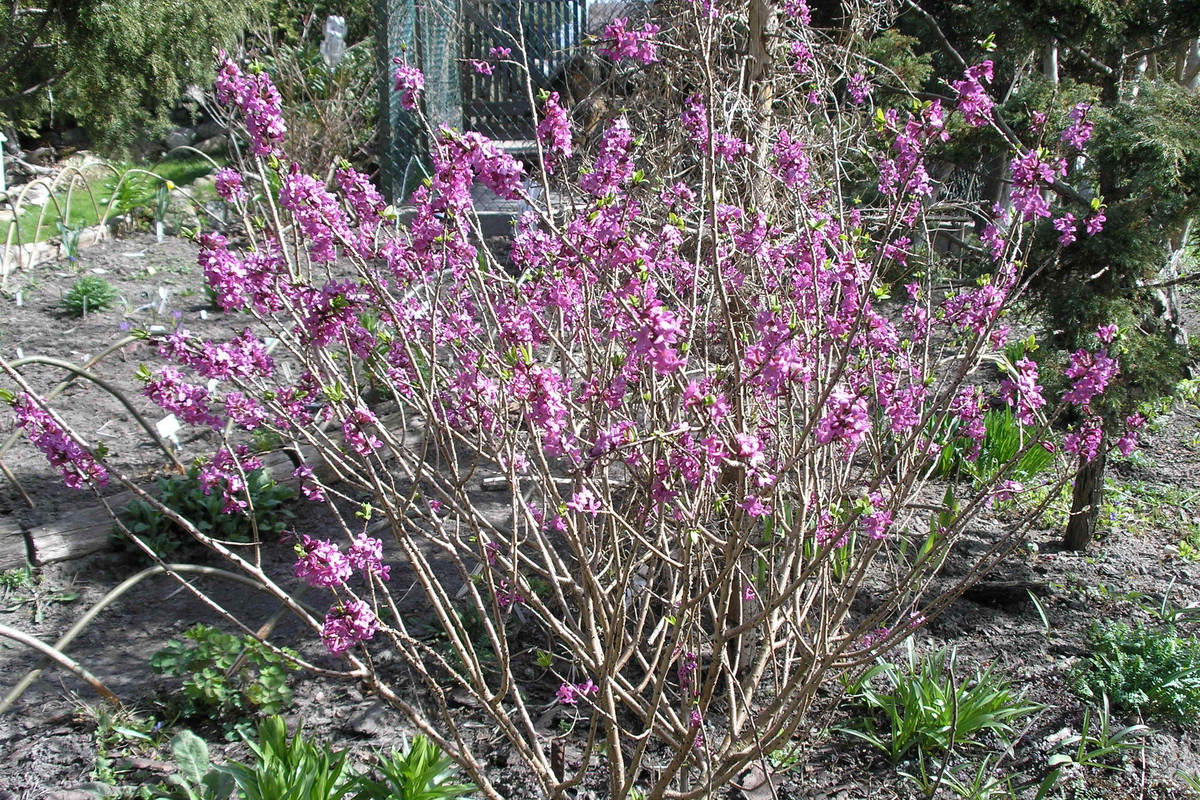 Cała roślina jest silnie trująca. Szczególnie niebezpieczne są jednak jej owoce: 10 sztuk może zabić dorosłego człowieka, a dziecko – tylko dwie
