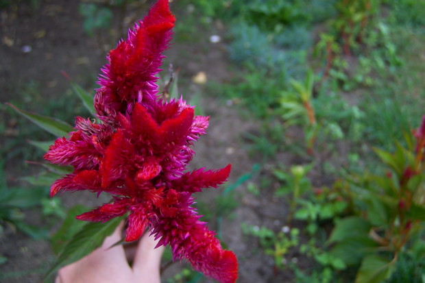 Celozja, roślina jednoroczna