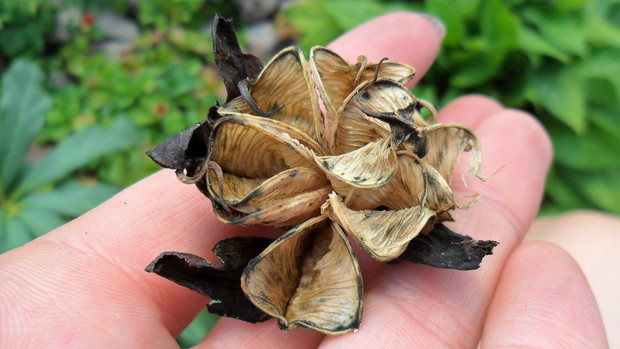 Ciemiernik po przekwitnieniu