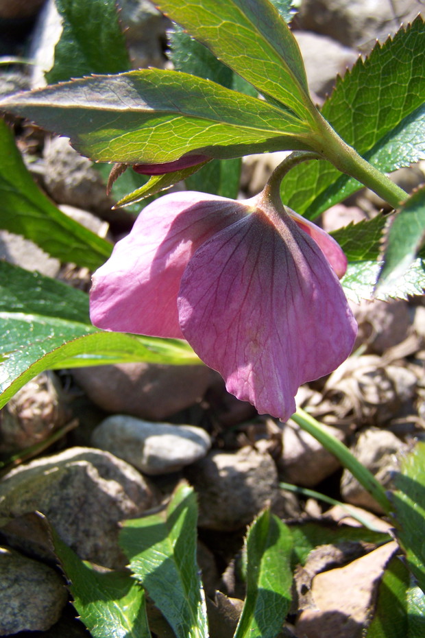 Ciemiernik z różowymi kwiatami, słabiej kwitnie niż odmiana o białych kwiatach