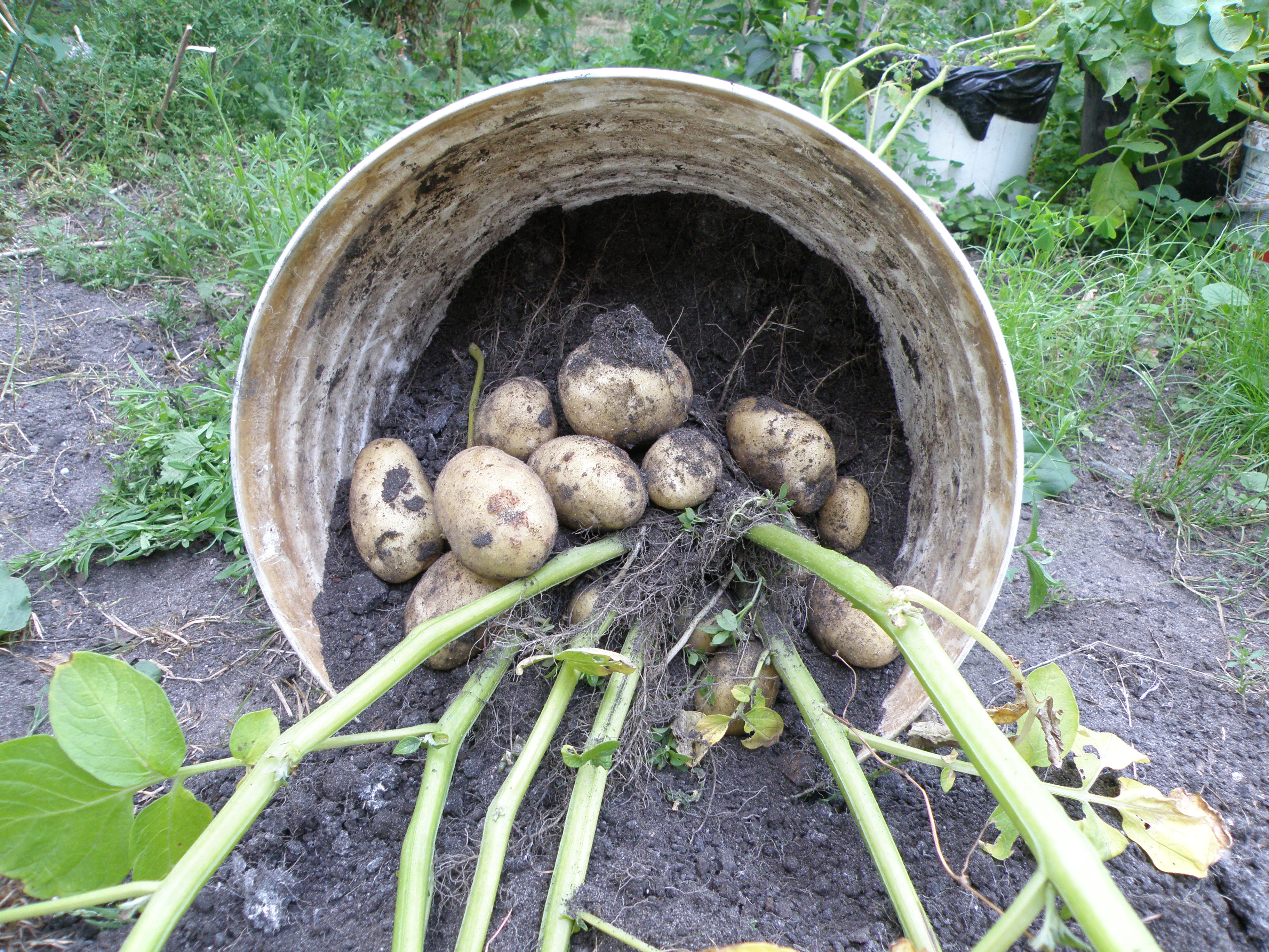 Czas na zbiór bulw. Z pojedynczej rośliny możemy otrzymać około 10 dużych sztuk i kilka mniejszych