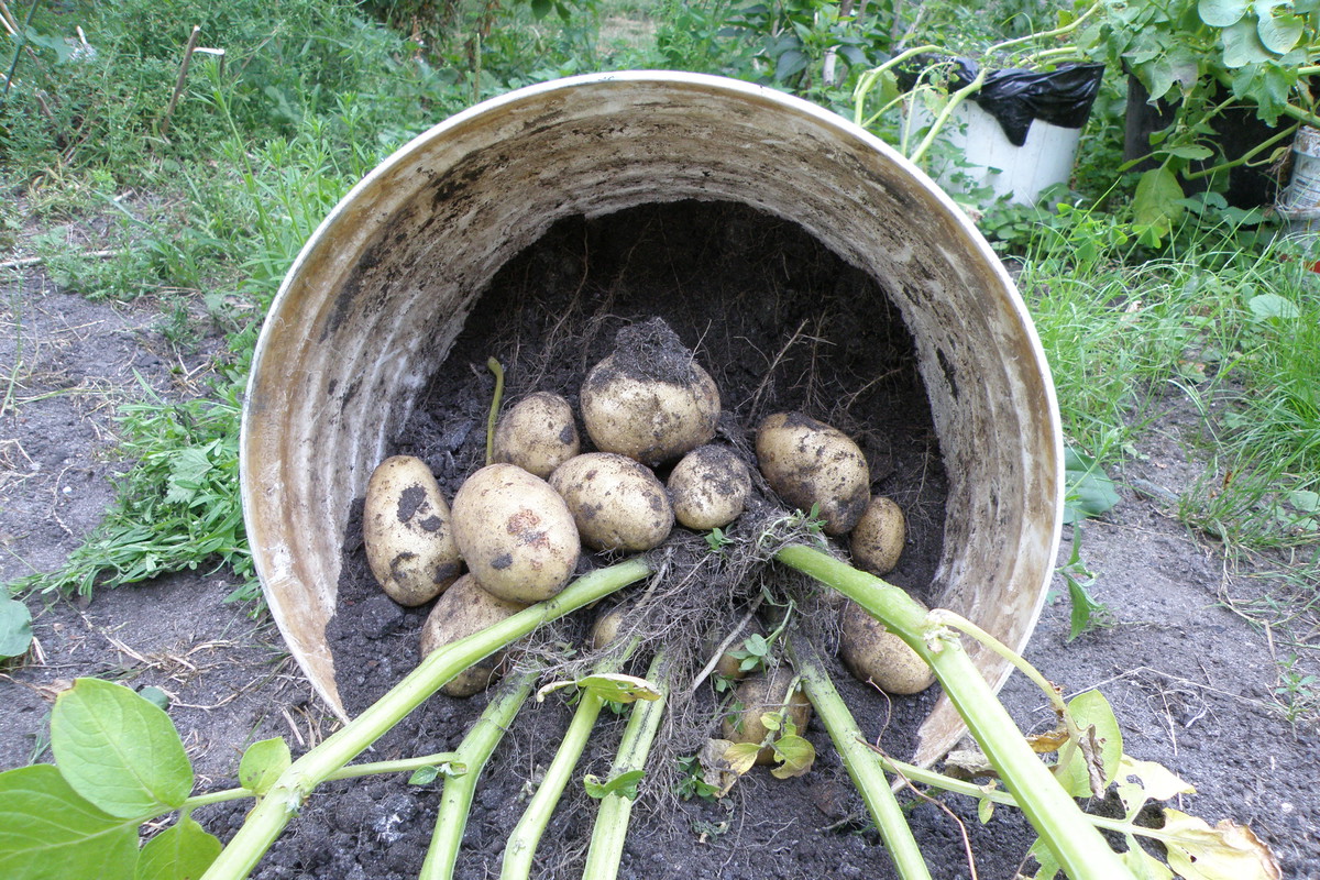 Czas na zbiór bulw. Z pojedynczej rośliny możemy otrzymać około 10 dużych sztuk i kilka mniejszych
