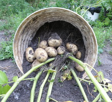 Czas na zbiór bulw. Z pojedynczej rośliny możemy otrzymać około 10 dużych sztuk i kilka mniejszych