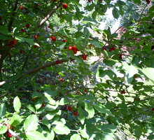 Czerwone owoce derenia jadalnego są bogatym źródłem witaminy C