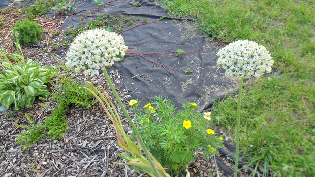 Czosnek (Allium) Nigrum