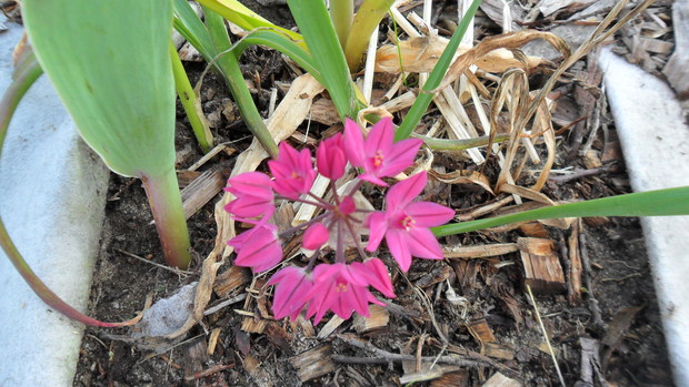 Czosnek (Allium) oreophilum