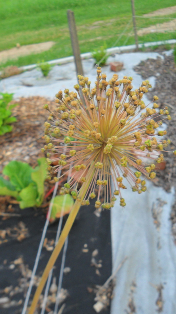 Czosnek gladiator po przekwitnięciu