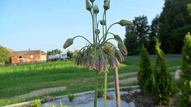 Czosnek ozdobny Nectaroscordum