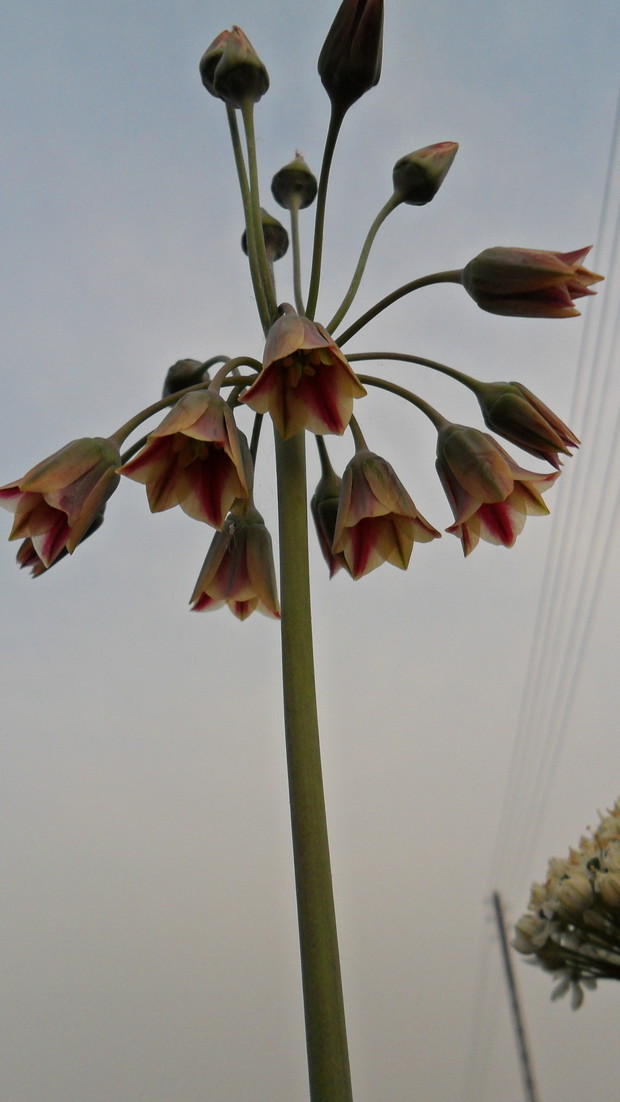 Czosnek ozdobny Nectaroscordum