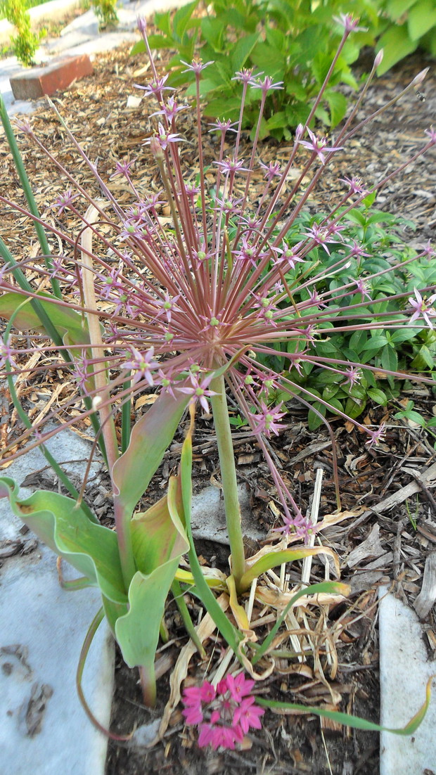 Czosnek ozdobny szuberta Elite