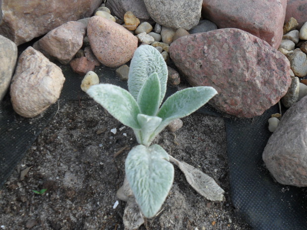 Czyściec wełnisty, nie lubi nadmiaru wody, bo wtedy gnije