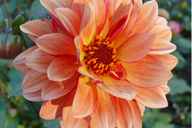 Dalie peoniowe mają dwa lub więcej okółków kwiatów języczkowych, ułożonych wokół środka złożonego z kwiatów rurkowych