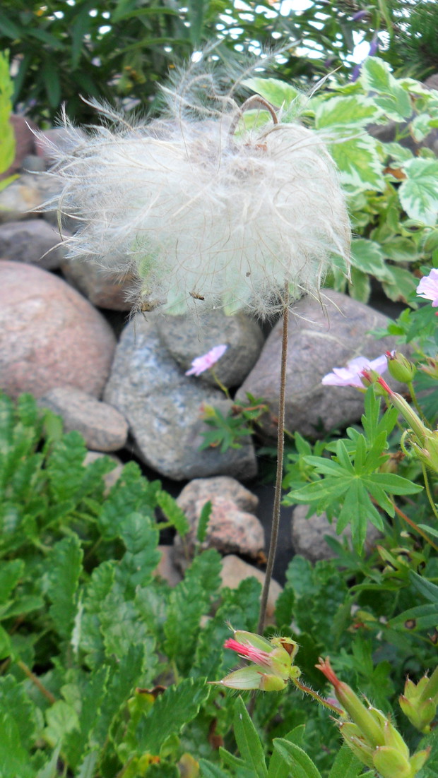 Dębik ośmiopłatkowy po przekwitnięciu