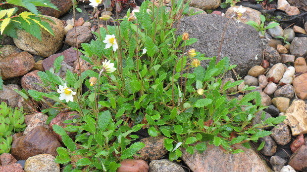 Dębik ośmiopłatkowy, roślina kwitnie głównie w maju, po przekwitnięciu zdobią ją owocostany z naionami, podobne jak u sasanki. Ale jak na razie nie zaobserwowałam u siebie, żeby z tych nasion dębik mi wyrósł w innym miejscu. Za to ładnie się rozkrzewia. W