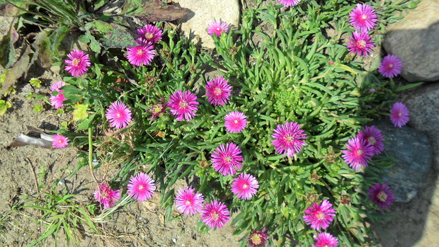 Delosperma