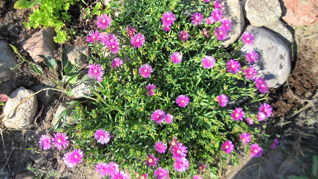 Delosperma