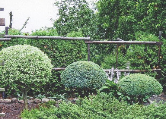 Formę nadaję też cyprysikom i wierzbie japońskiej.