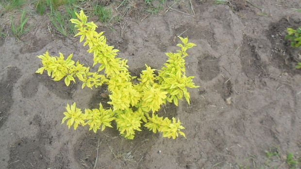 Forsycja "Golden Times"