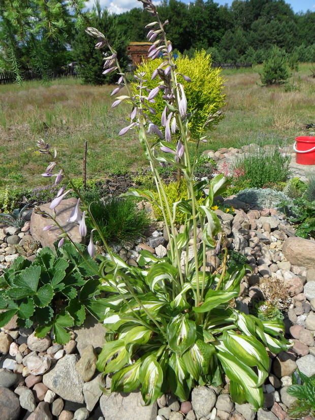 Funkia, chyba posadzona w za dużym słońcu i jej liście zostały uszkodzone