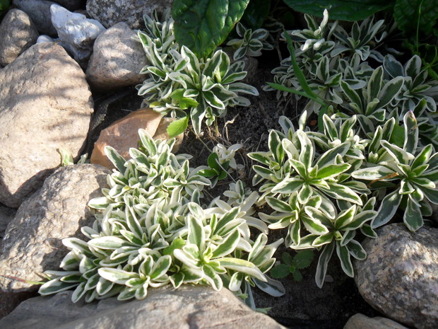 GĘSIÓWKA MACEDOŃSKA VARIEGATA, niestety nie wiem dlaczego traci swoją "dwubarwność"-u mnie jej nowe przyrosty są zielone