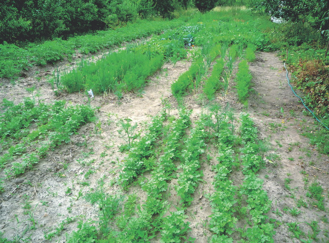 Gnojówka z pokrzyw zapobiega chorobom grzybowym.