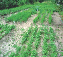 Gnojówka z pokrzyw zapobiega chorobom grzybowym.