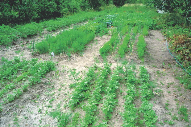 Gnojówka z pokrzyw zapobiega chorobom grzybowym.