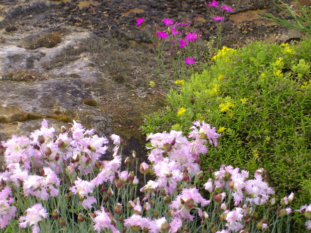 gożdziki pachnące przy skalniaku 