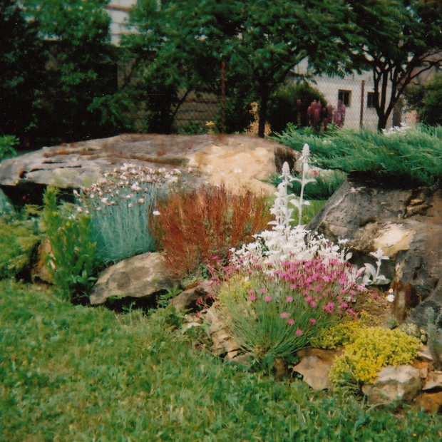 gozdziki ,rozchodniki ,czyściec wełnisty