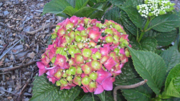 Hortensja hydrangea macrophylla