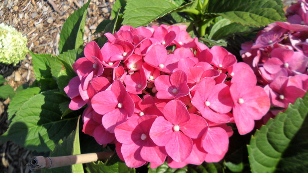 Hortensja hydrangea macrophylla