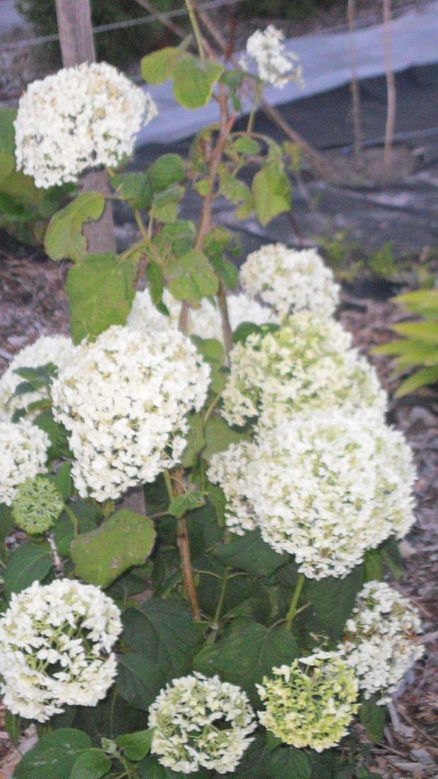 Hortensja krzaczasta "Anabelle"