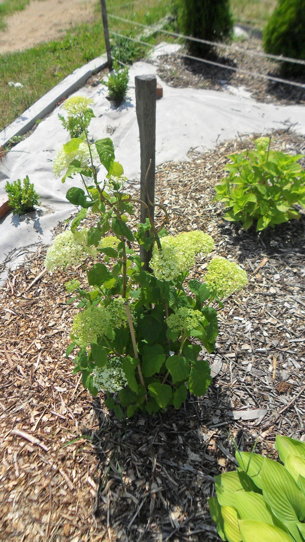 Hortensja krzewiasta "Anabelle"