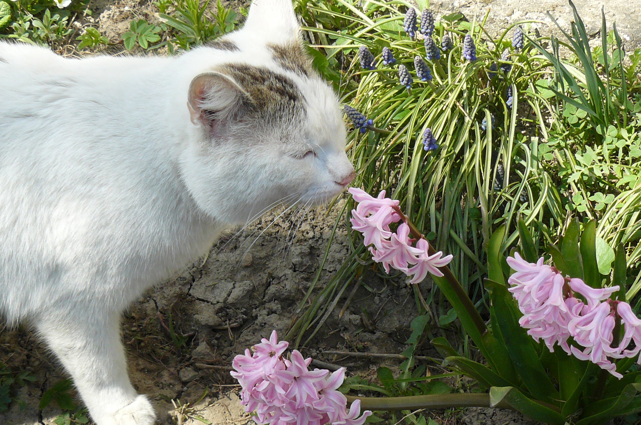 ja tez kocham zapoach kwiatow
