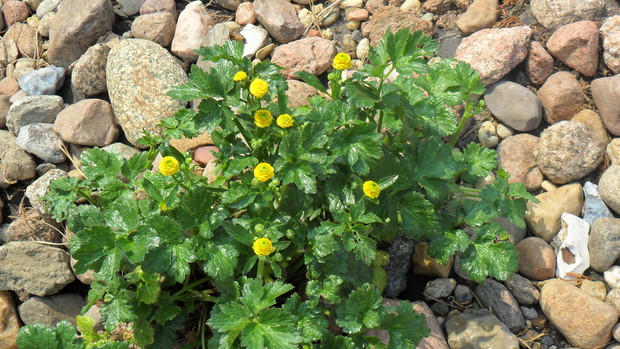 Jaskier, niby nie toleruje suchych piaszczystych gleb, ale u mnie na takich rósł długi czas i mimo to rozrastał się i kwitł ładnie