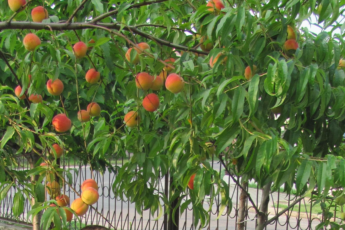 Jeśli chcemy mieć ekologiczne owoce, do nawożenia używajmy tylko ziemi kompostowej bądź gnojowicy