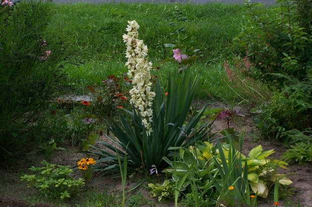 Juka, lubi słoneczne stanowiska, raczej toleruje słabe gleby, gdyż u mnie na takich rośnie