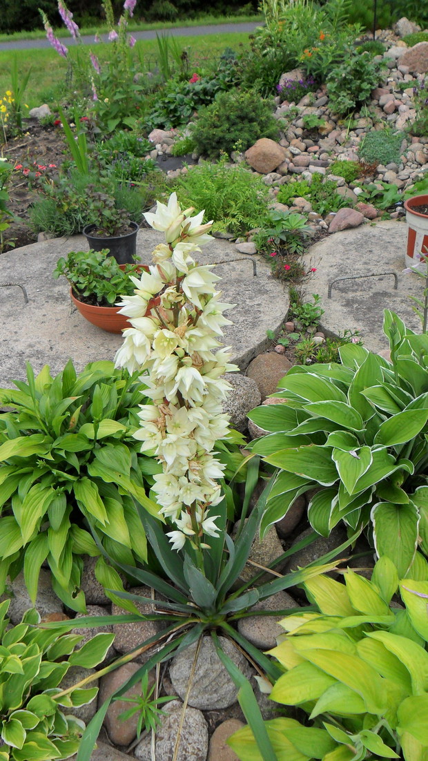 Juka obsadzona różnymi rodzajami funki