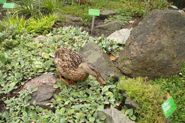KACZUCHA