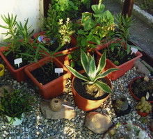 Kaktusy nie zakwitną, jeśli nie przejdą cyklu wegetacji poprzedzonego okresem spoczynku.