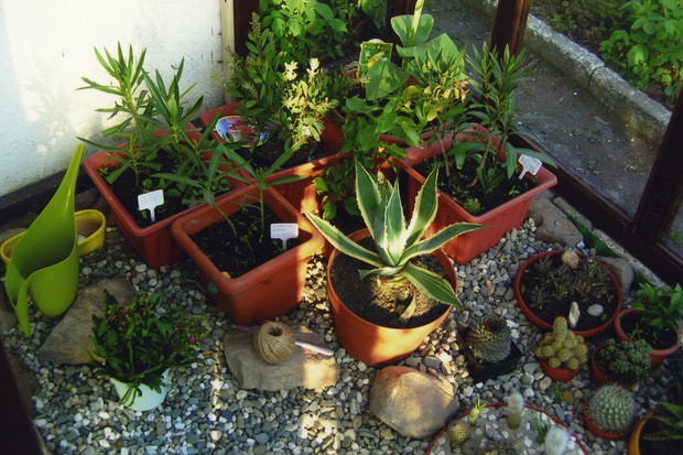 Kaktusy nie zakwitną, jeśli nie przejdą cyklu wegetacji poprzedzonego okresem spoczynku.