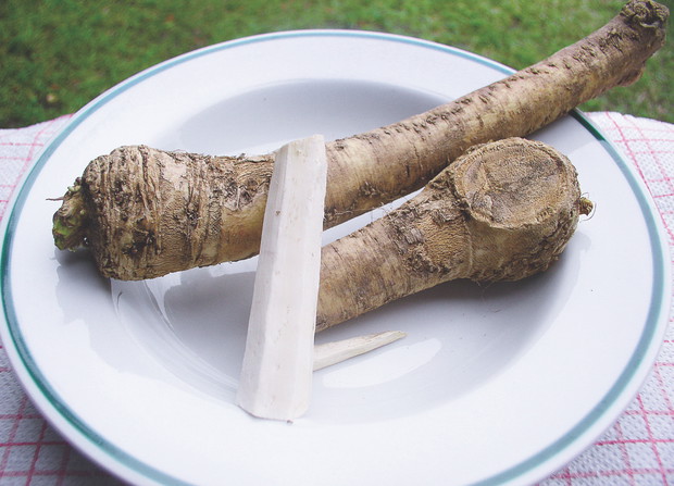 Kawałki pociętego korzenia warto nosić w woreczku na piersiach. To pobudzi krążenie. 