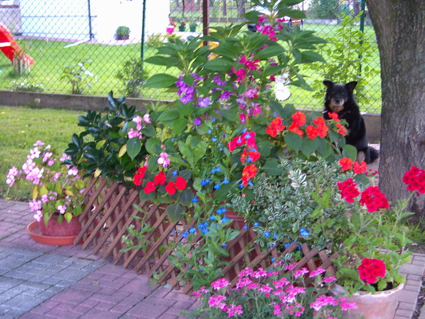 kilka doniczek z różnymi roślinami pod wierzbą  płaczącą gdzie również ustawiony jest stół i krzesła