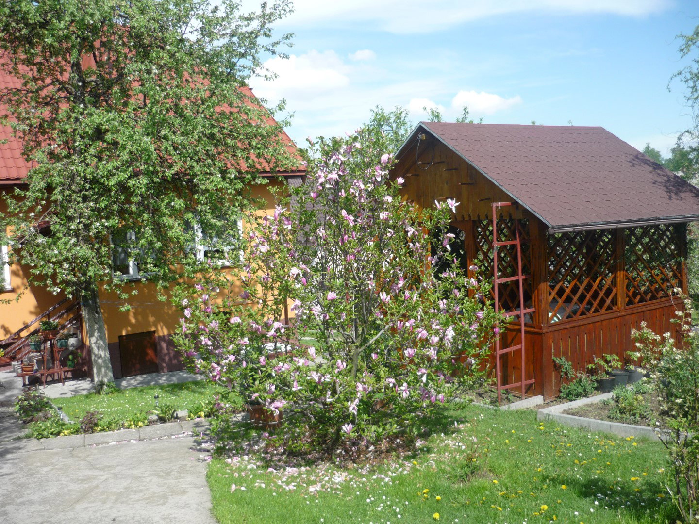 koniec kwitnienia magnolii