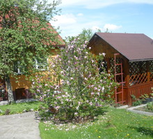 koniec kwitnienia magnolii